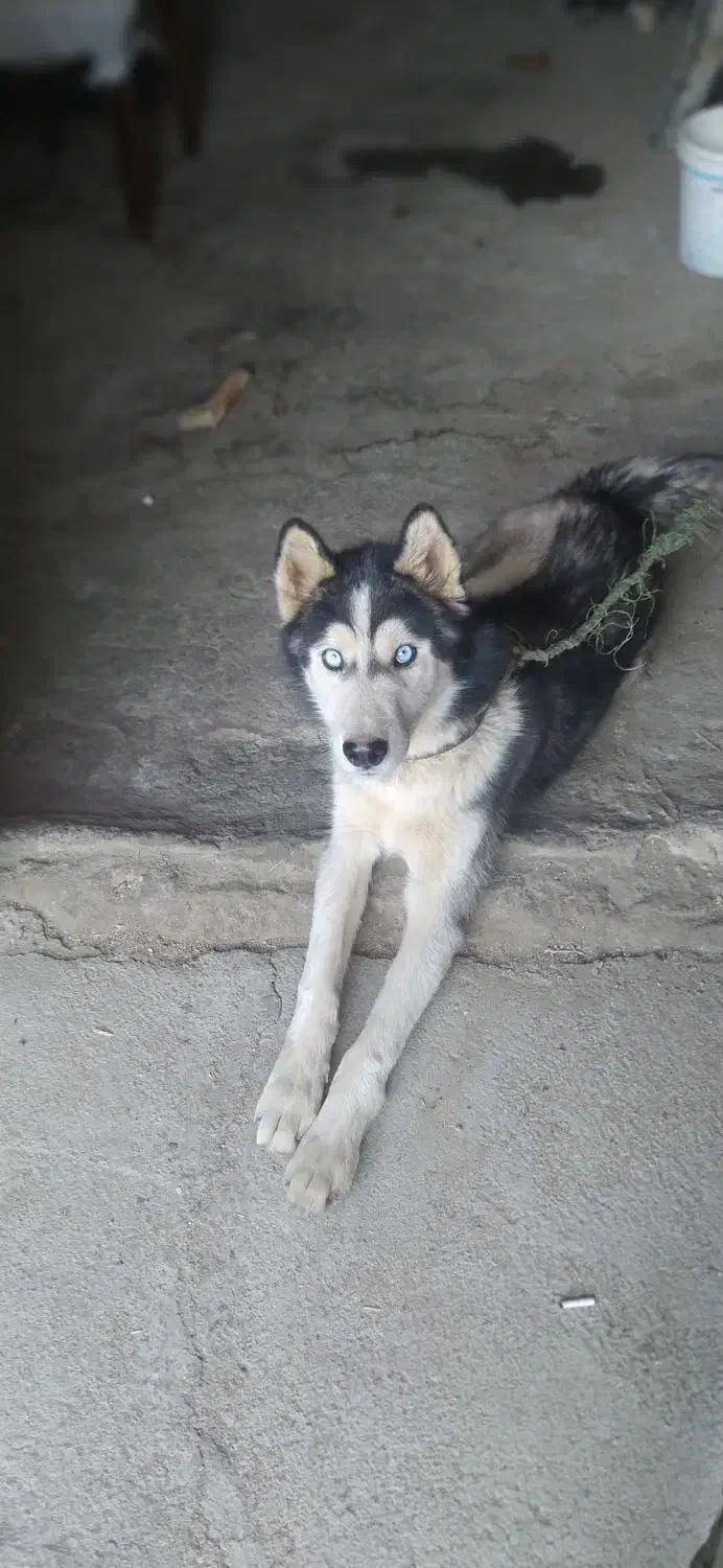 با سلام طوله نژاد هاسگی|سگ|بروجرد, |دیوار