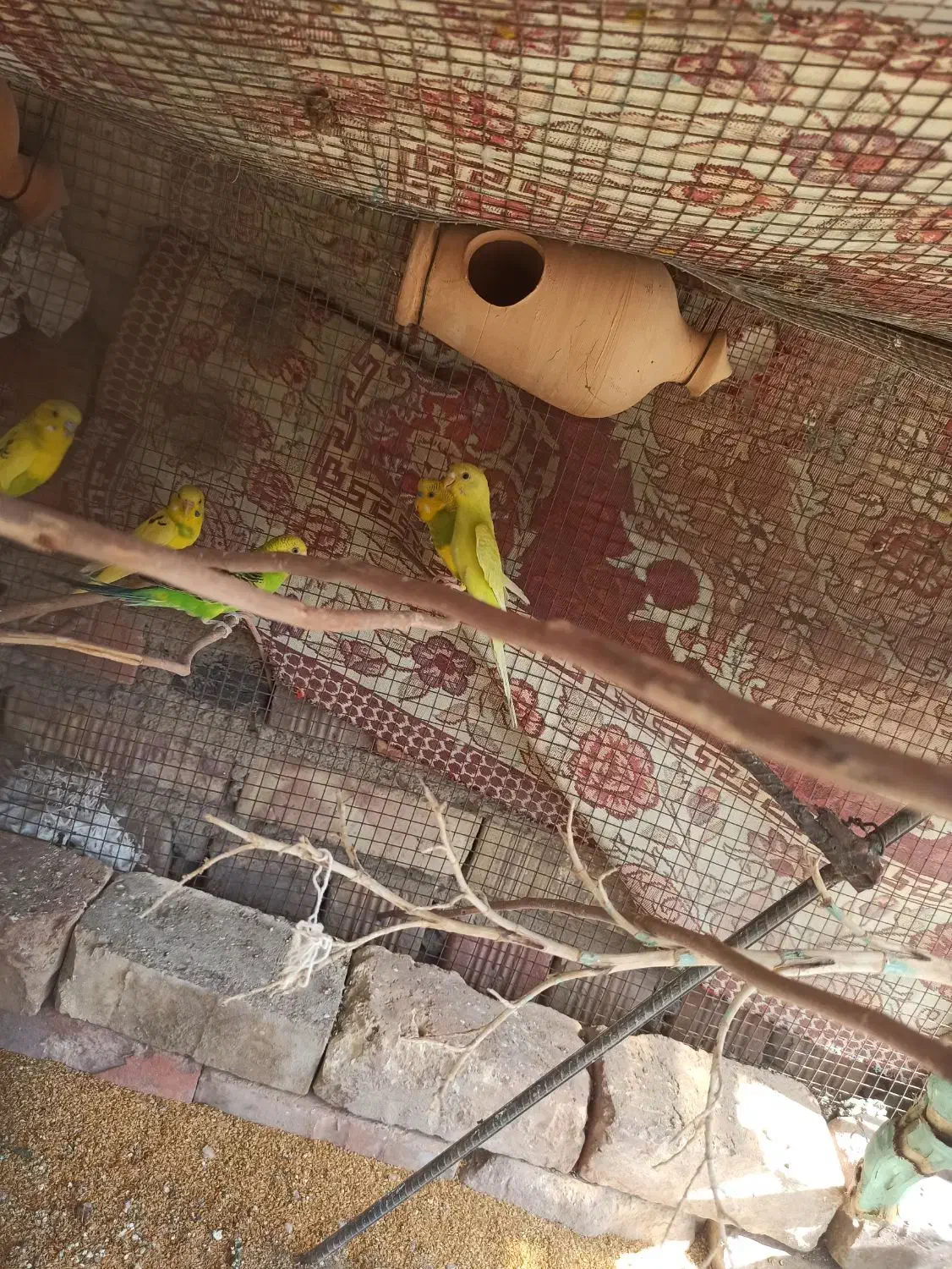 مرغ عشق|پرنده|خاش, |دیوار