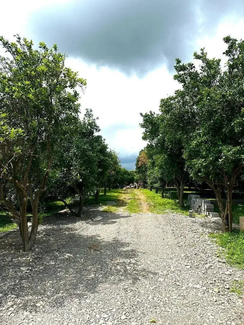 باغ مرکبات،زمین پلاک‌های خوش قواره با سندتکبرگ|فروش زمین و ملک کلنگی|چمستان, |دیوار