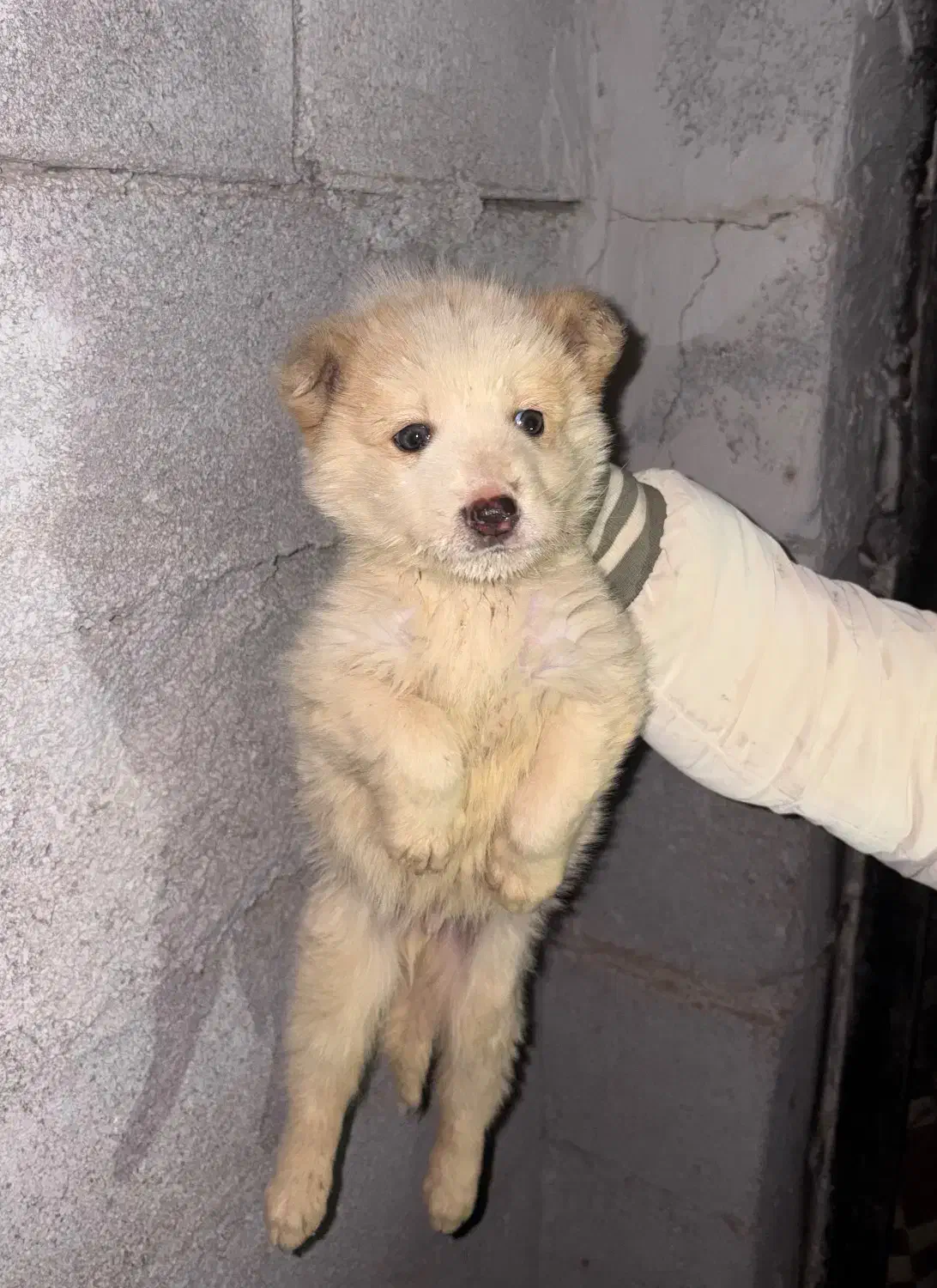 سگ الابای|سگ|شاهرود, |دیوار