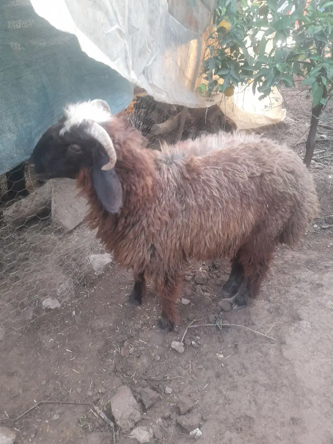 بره|حیوانات مزرعه|دزفول, |دیوار