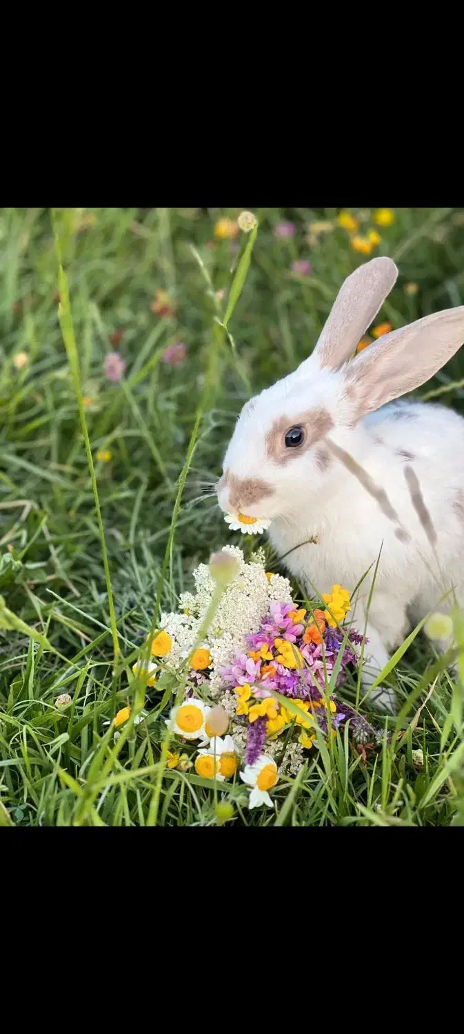 خرگوش|موش و خرگوش|ارومیه, |دیوار