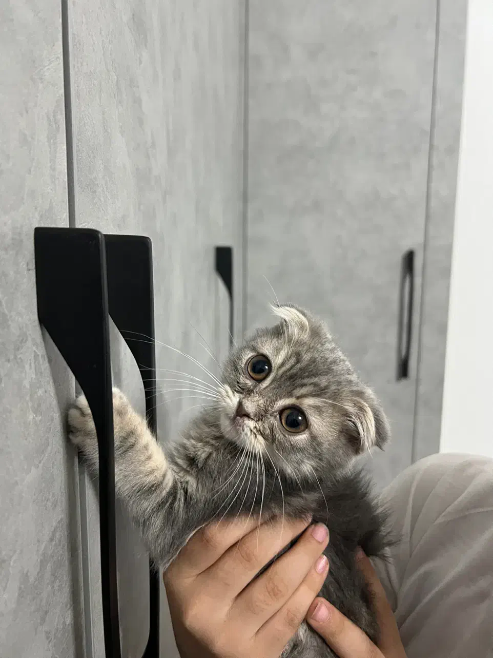 بچه گربه اسکاتیش فولد بلو گلد|گربه|قم, شهرک قدس|دیوار