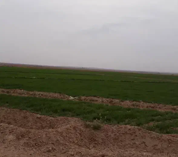 زمین کشاورزی، باغی، ویلا باغ، گلخانه، دامداری|فروش دفتر صنعتی، کشاورزی، تجاری|شاهینشهر, برخوار غرب|دیوار