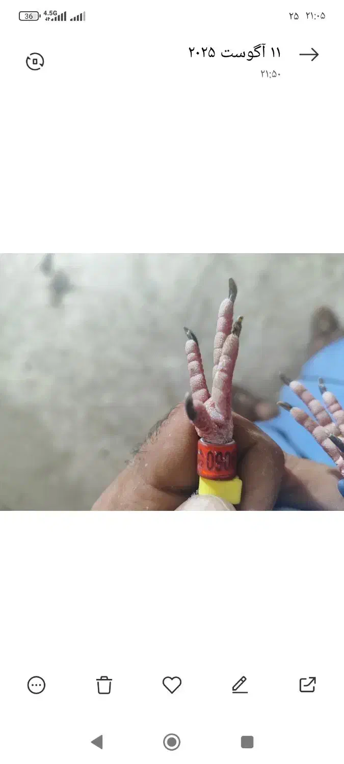 عربستان|پرنده|باوی, |دیوار