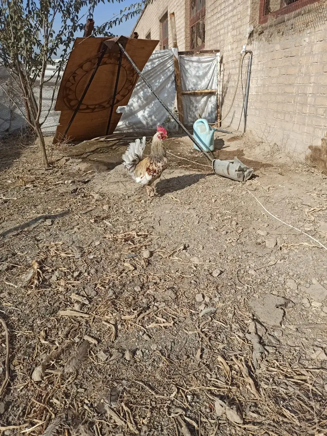 نیمچه گلین و تخم مرغ گلین|حیوانات مزرعه|بهارستان, |دیوار