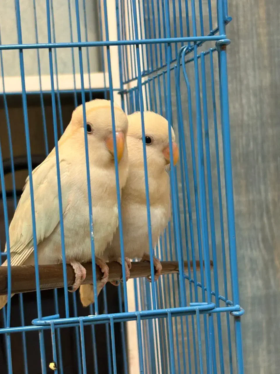 کوتوله برزیلی|پرنده|قشم, |دیوار