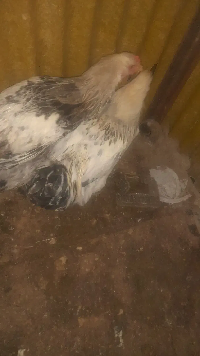 برهما|حیوانات مزرعه|مشگین شهر, |دیوار