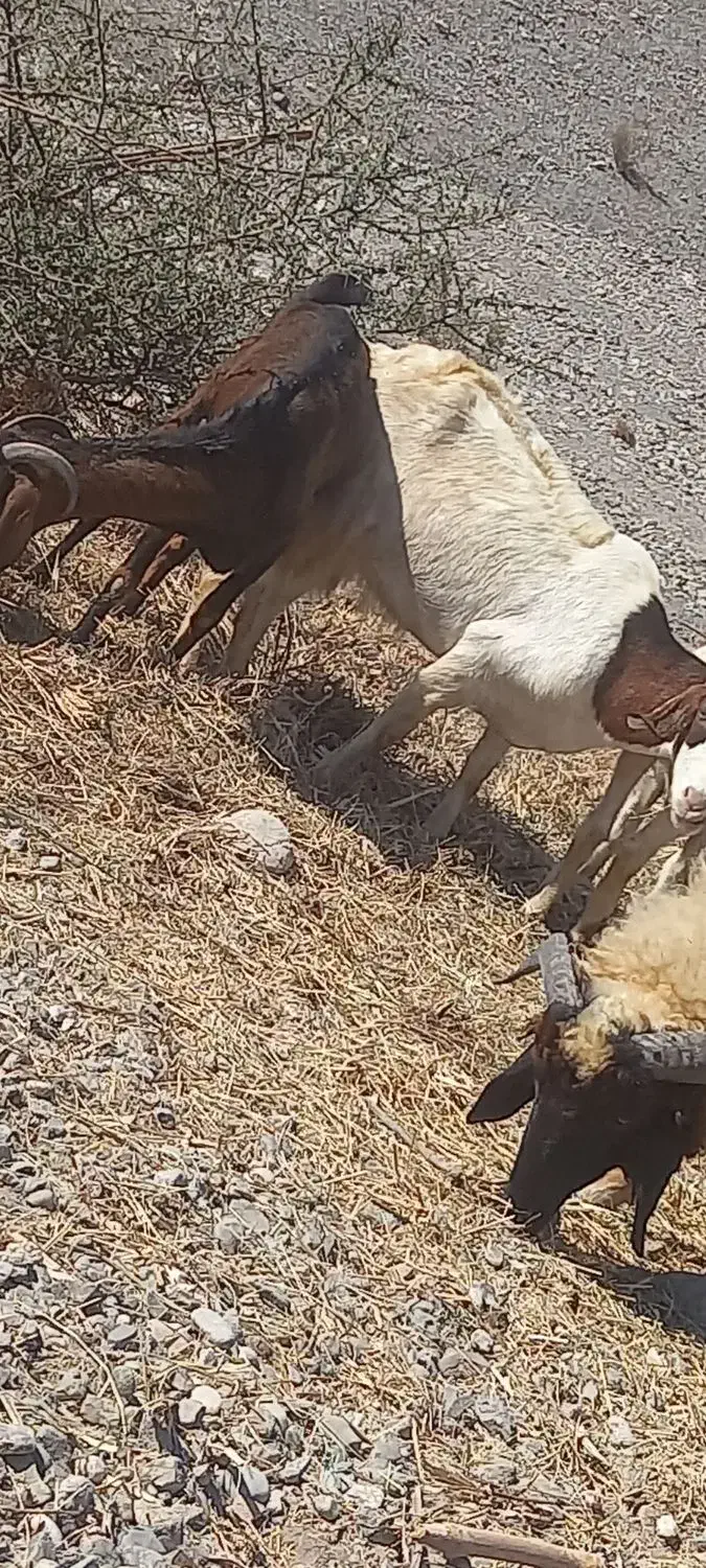 تعداد زیادی بز سالم|حیوانات مزرعه|توکهور, |دیوار