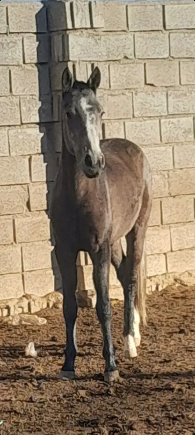 فروشی|اسب و تجهیزات اسب‌سواری|هلالی, |دیوار