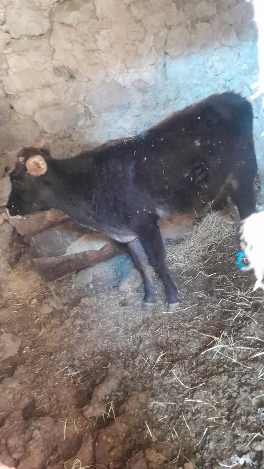 شنگل ماده ۳ ساله|حیوانات مزرعه|چیتاب, |دیوار