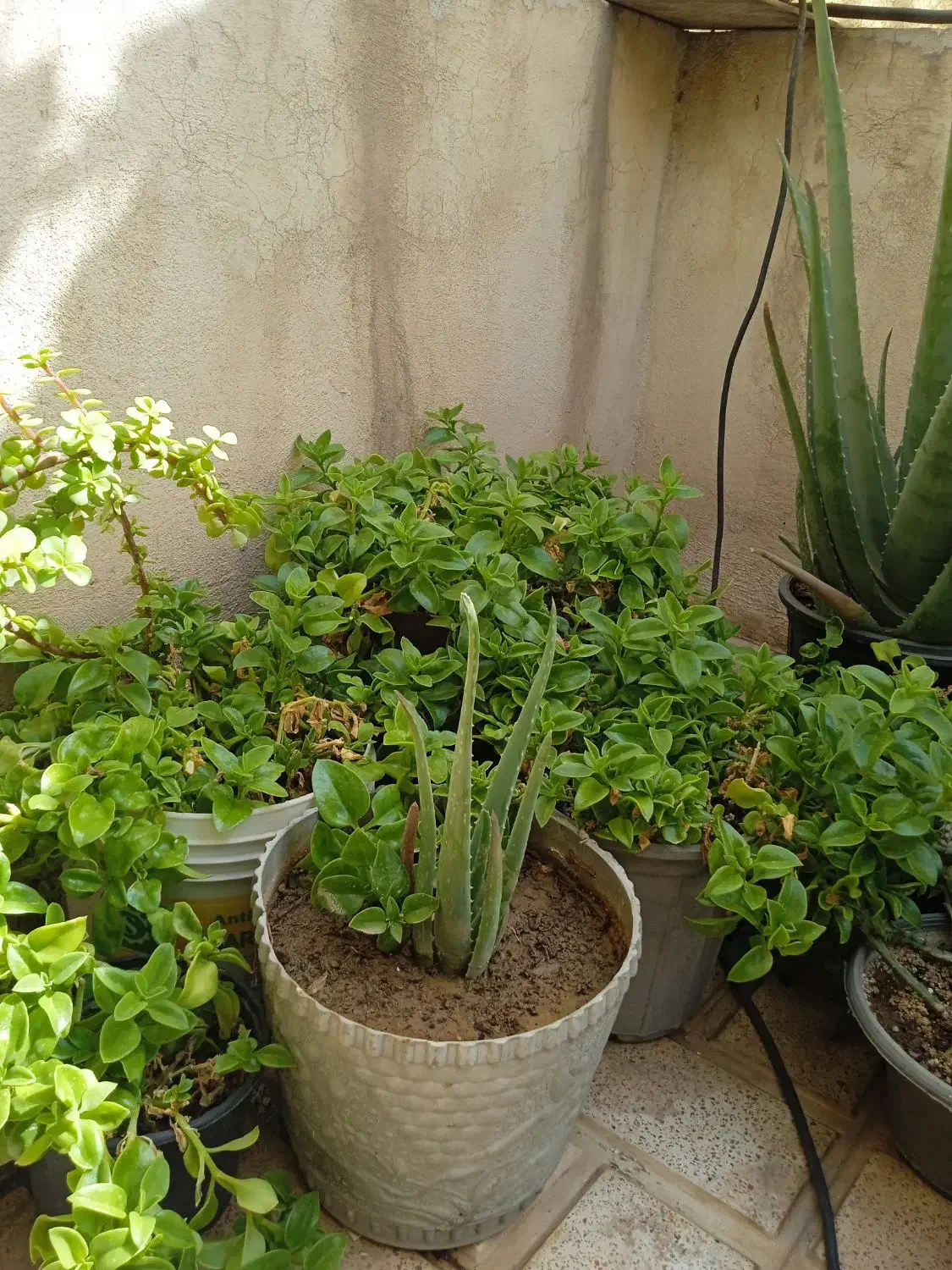 انواع گل مناسب آپارتمان وتراس وحیاط|گل و گیاه طبیعی|پاکدشت, پاکدشت (مامازند)|دیوار