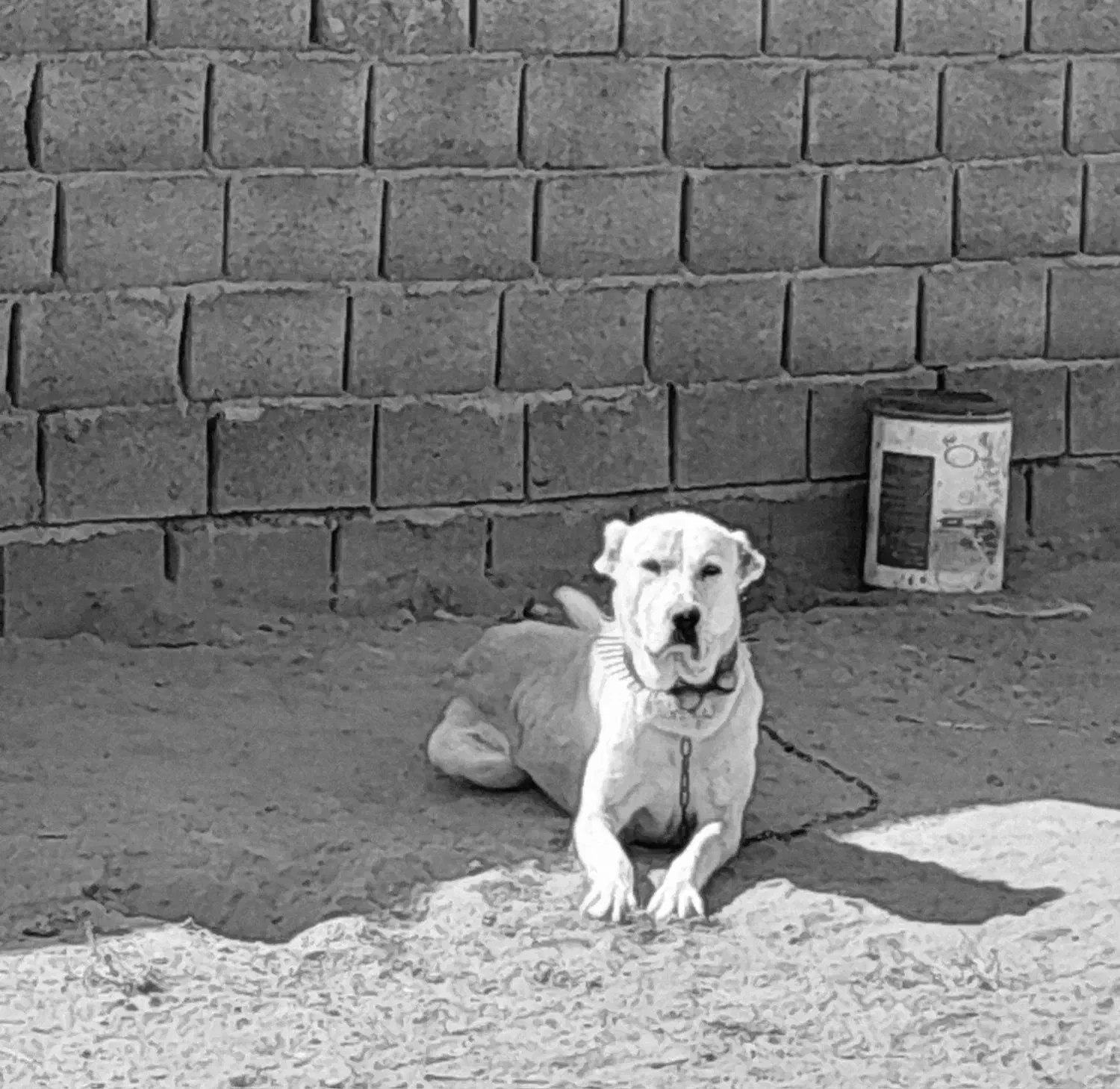 واگزاری سگ گله معاوضه با کبوتر|سگ|بجنورد, |دیوار