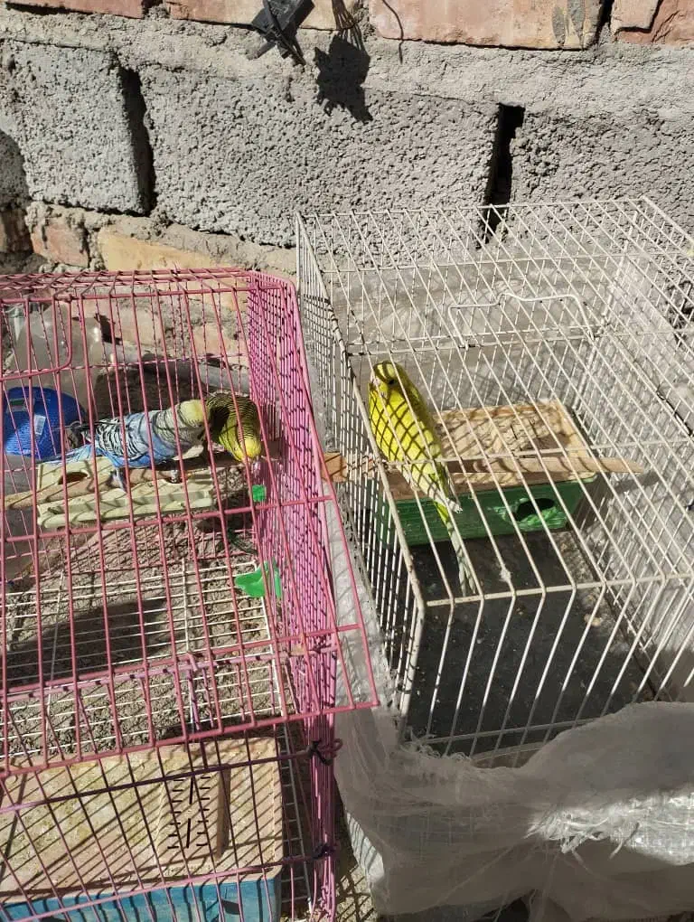 مرغ عشق|پرنده|سراوان, |دیوار