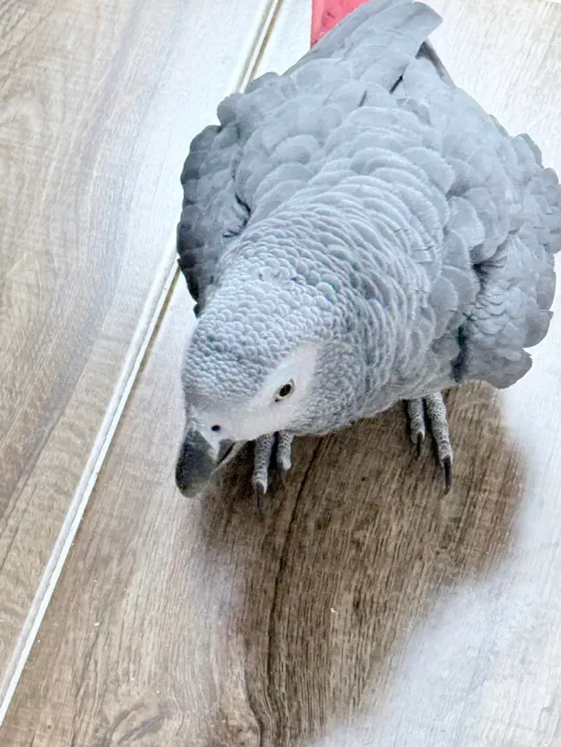 کاسکو|پرنده|یزد, |دیوار