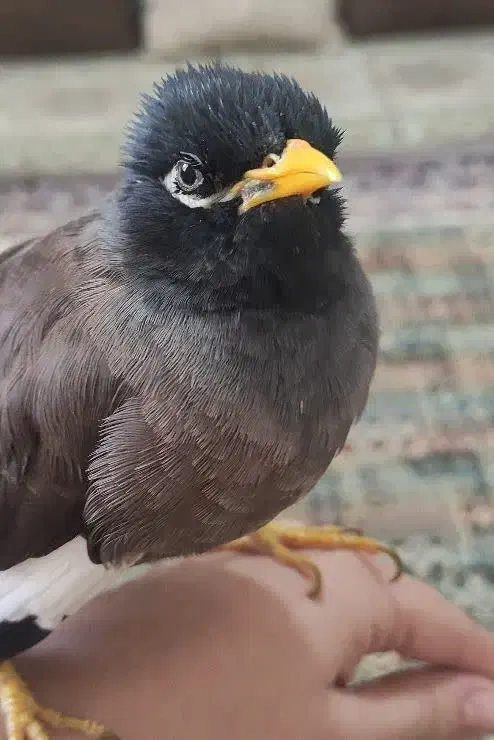 مرغ مینا سخنگو|پرنده|یزد, |دیوار