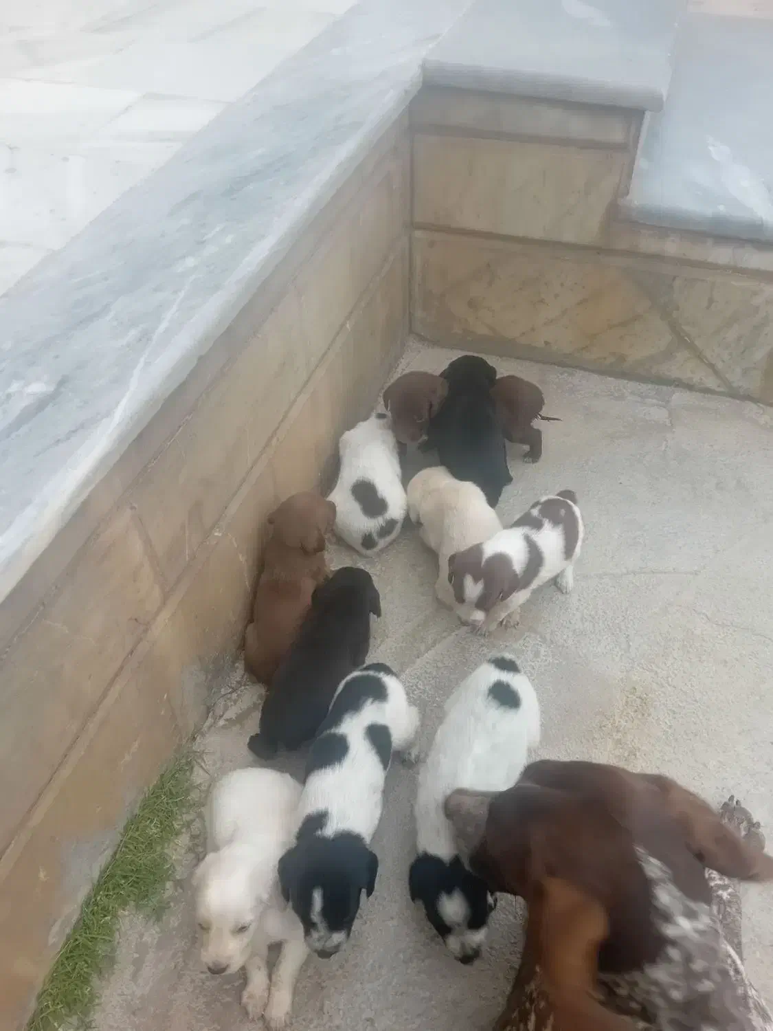 دنبلانی تول|سگ|کلاله, |دیوار