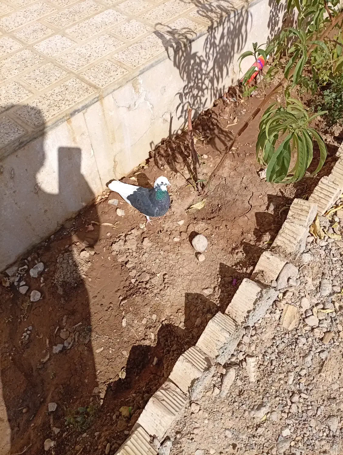 کبوتر طوقی|پرنده|اقلید, |دیوار