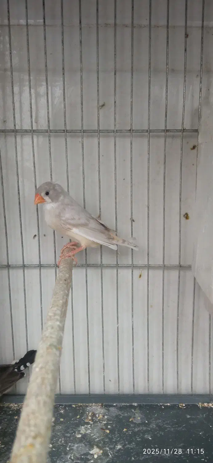 فنج|پرنده|قنوات, |دیوار