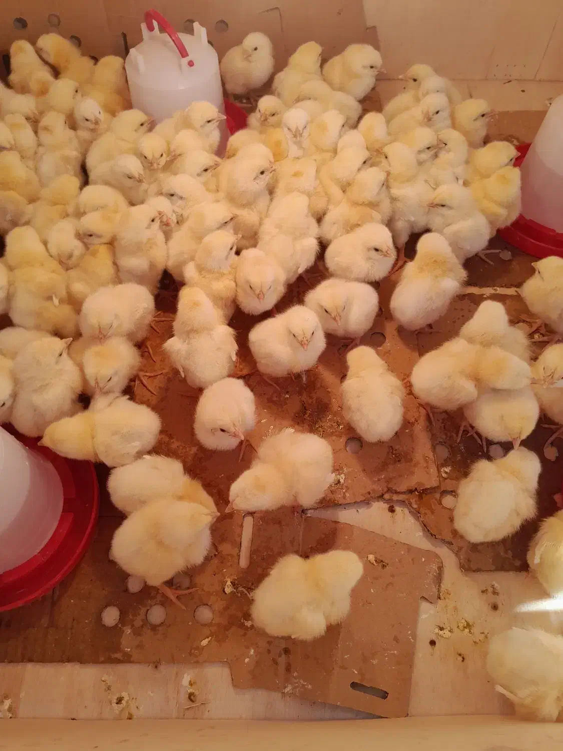 جوجه گوشتی|حیوانات مزرعه|رباطکریم, انجم آباد|دیوار