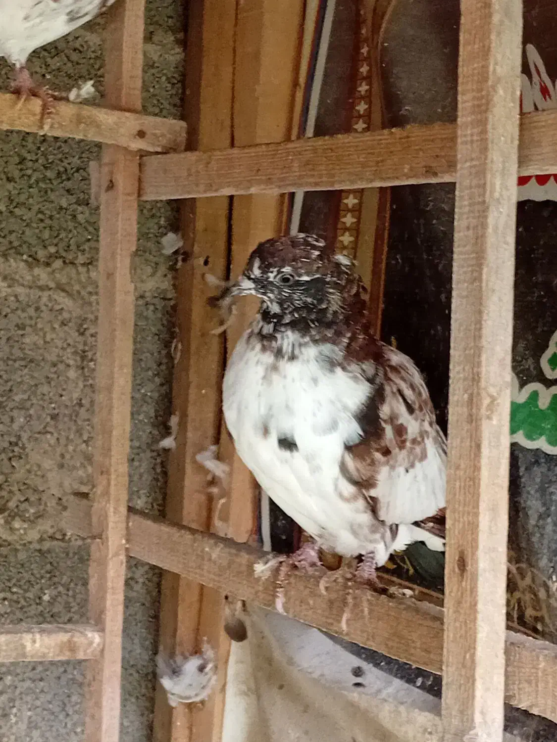 کبوتر|پرنده|رشت, احمد گوراب|دیوار