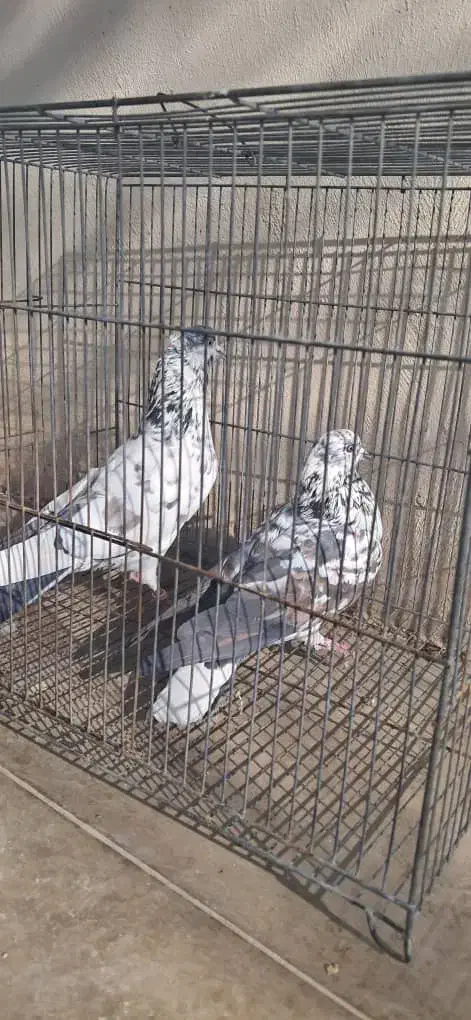 کفتر پرشی|پرنده|اصفهان, قهجاورستان|دیوار