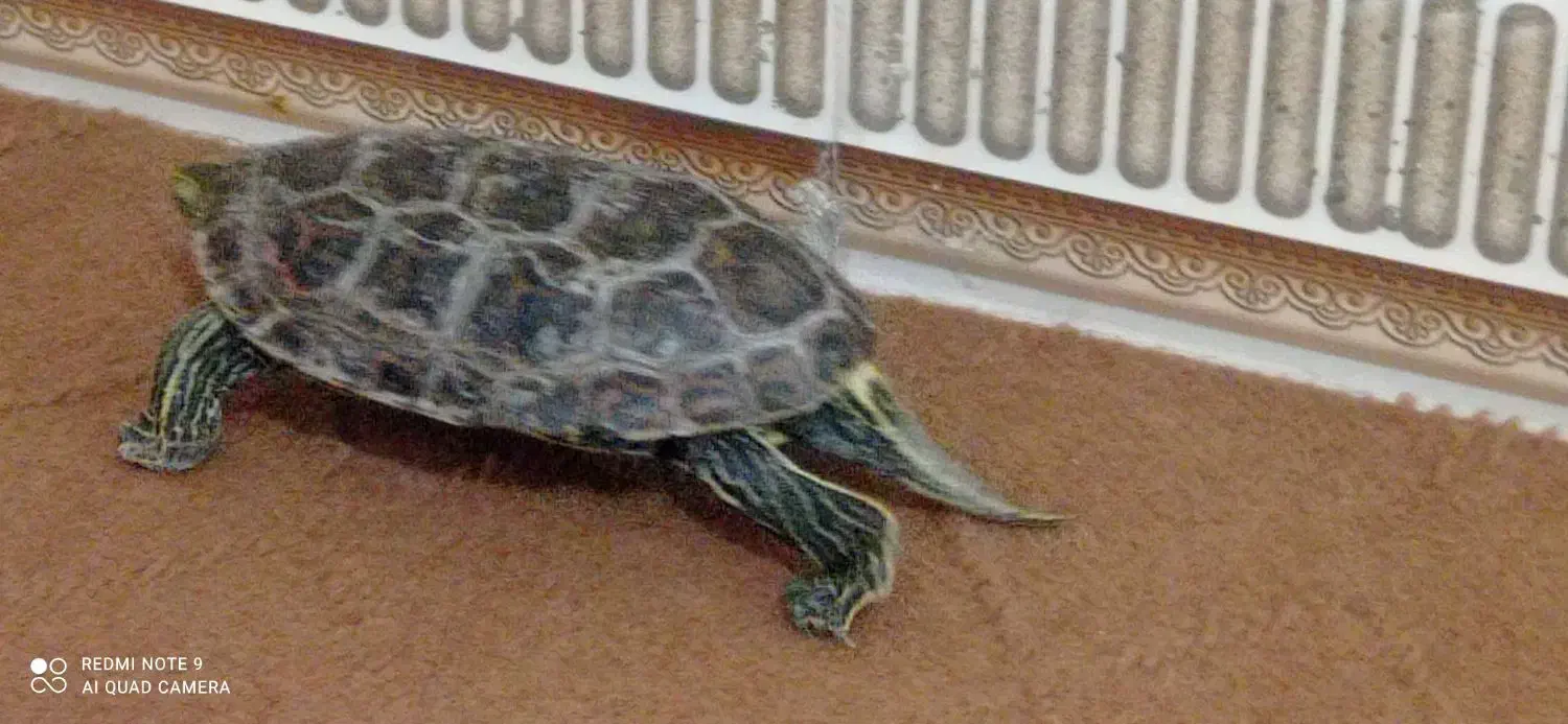 حیوان خانگی|حیوانات مزرعه|چابهار, |دیوار