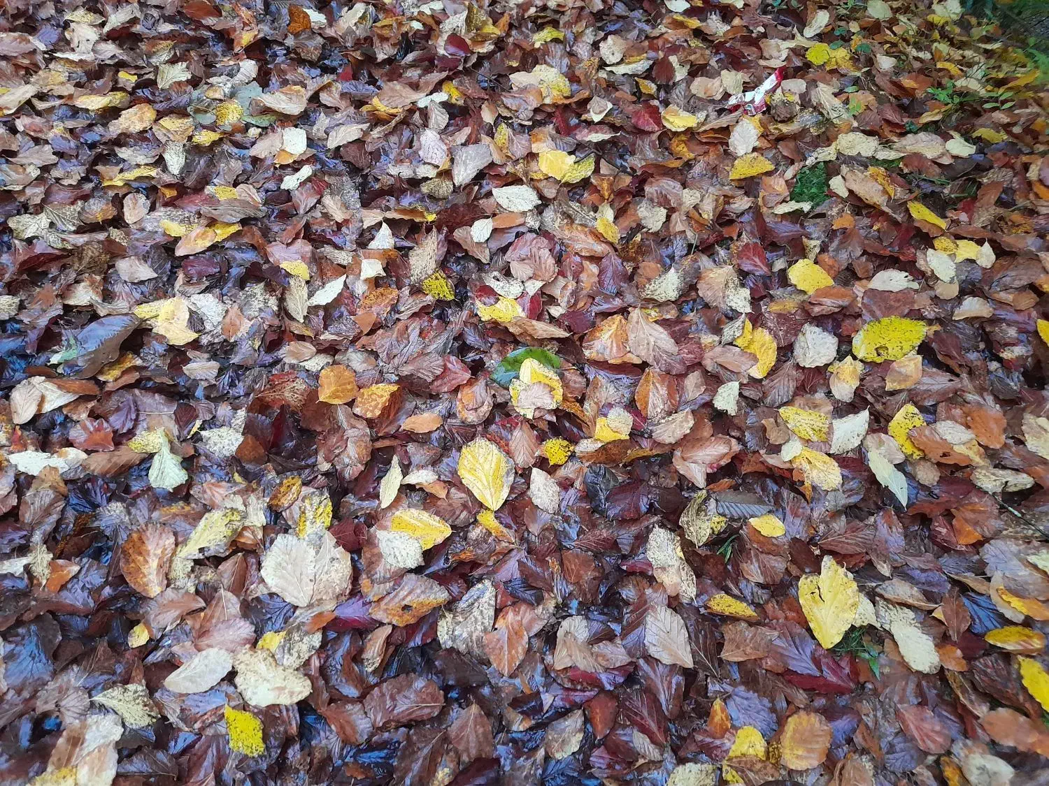 استخدام  خدمتکار برای کمک در کارهای منزل ویلایی|استخدام سرایداری و نظافت|رضوانشهر, |دیوار