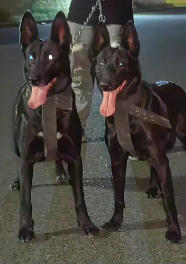 مالینویز|سگ|باقرشهر, |دیوار