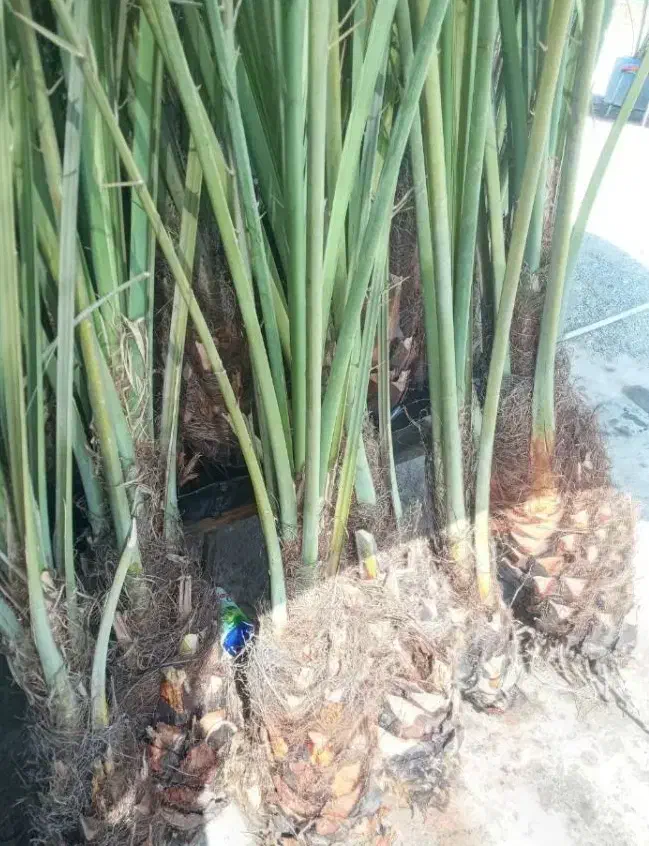 دارابی|حراج|داراب, |دیوار