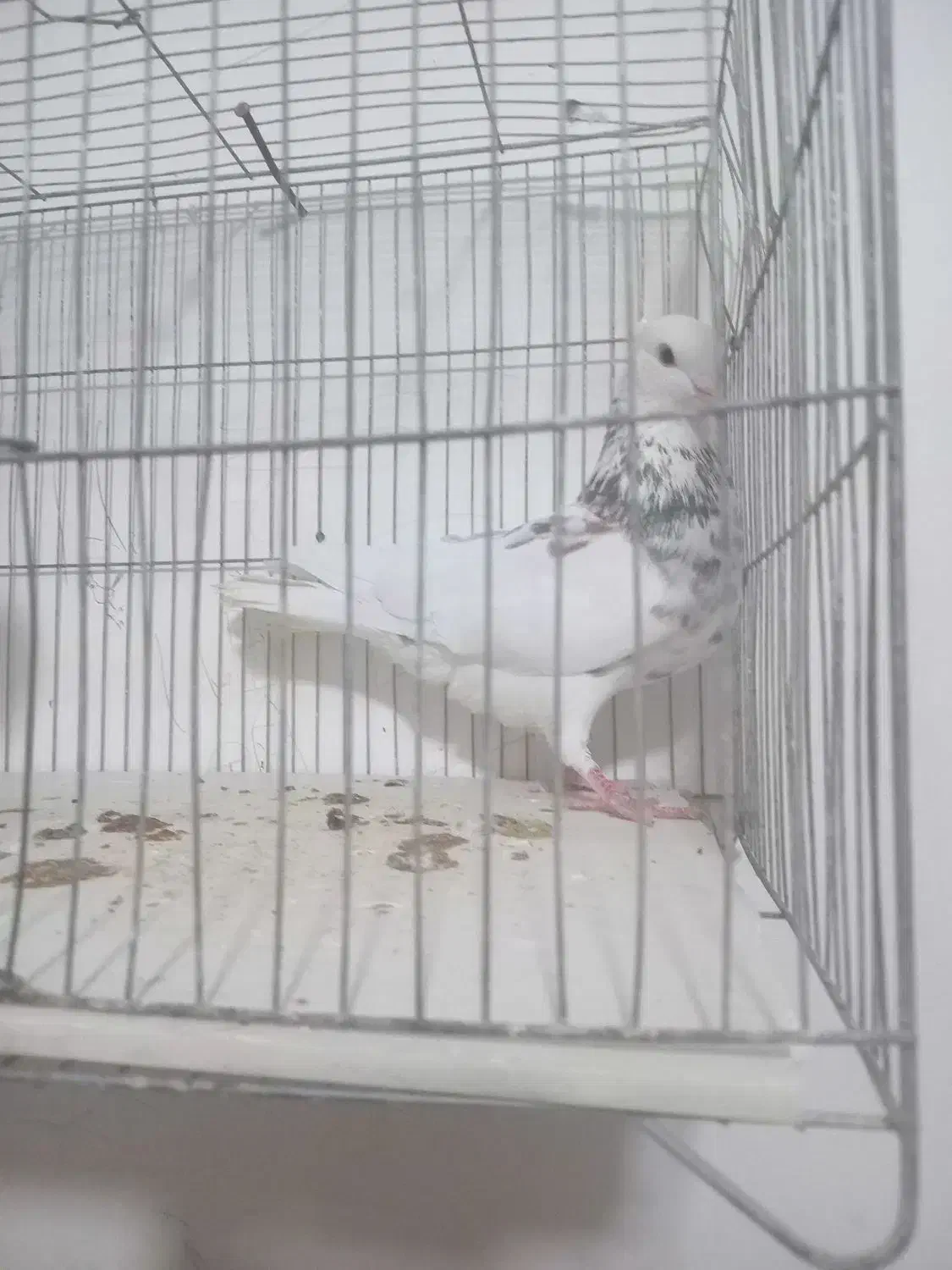 طوق سور کلاهی|پرنده|کرمان, |دیوار