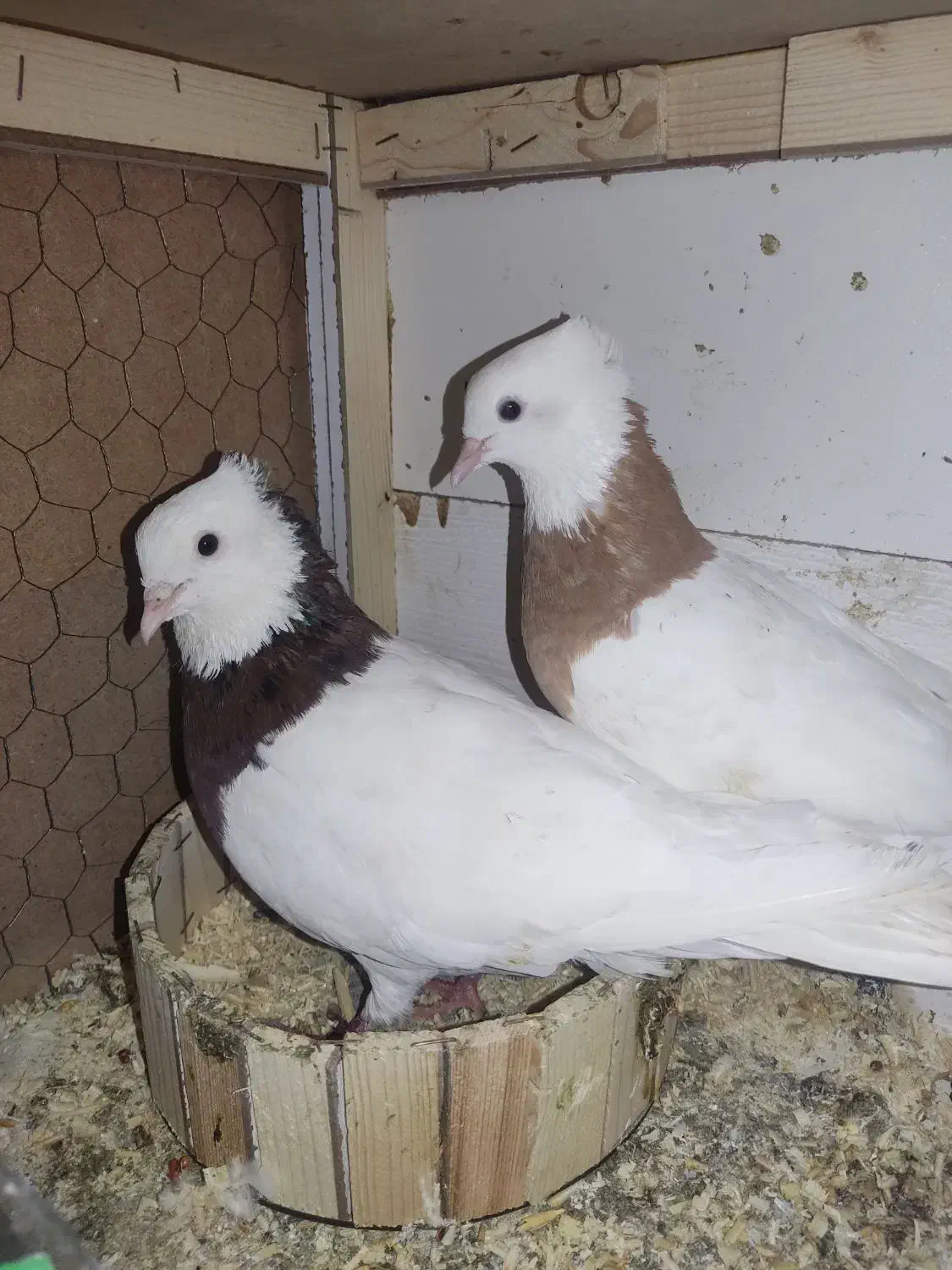 کبوتر طوقی|پرنده|خرم‌آباد, |دیوار