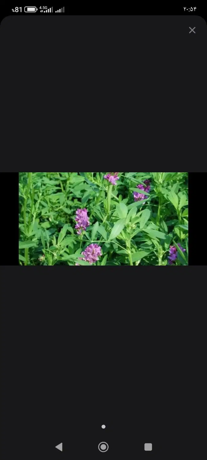 یونجه|لوازم جانبی حیوانات|شراء, |دیوار