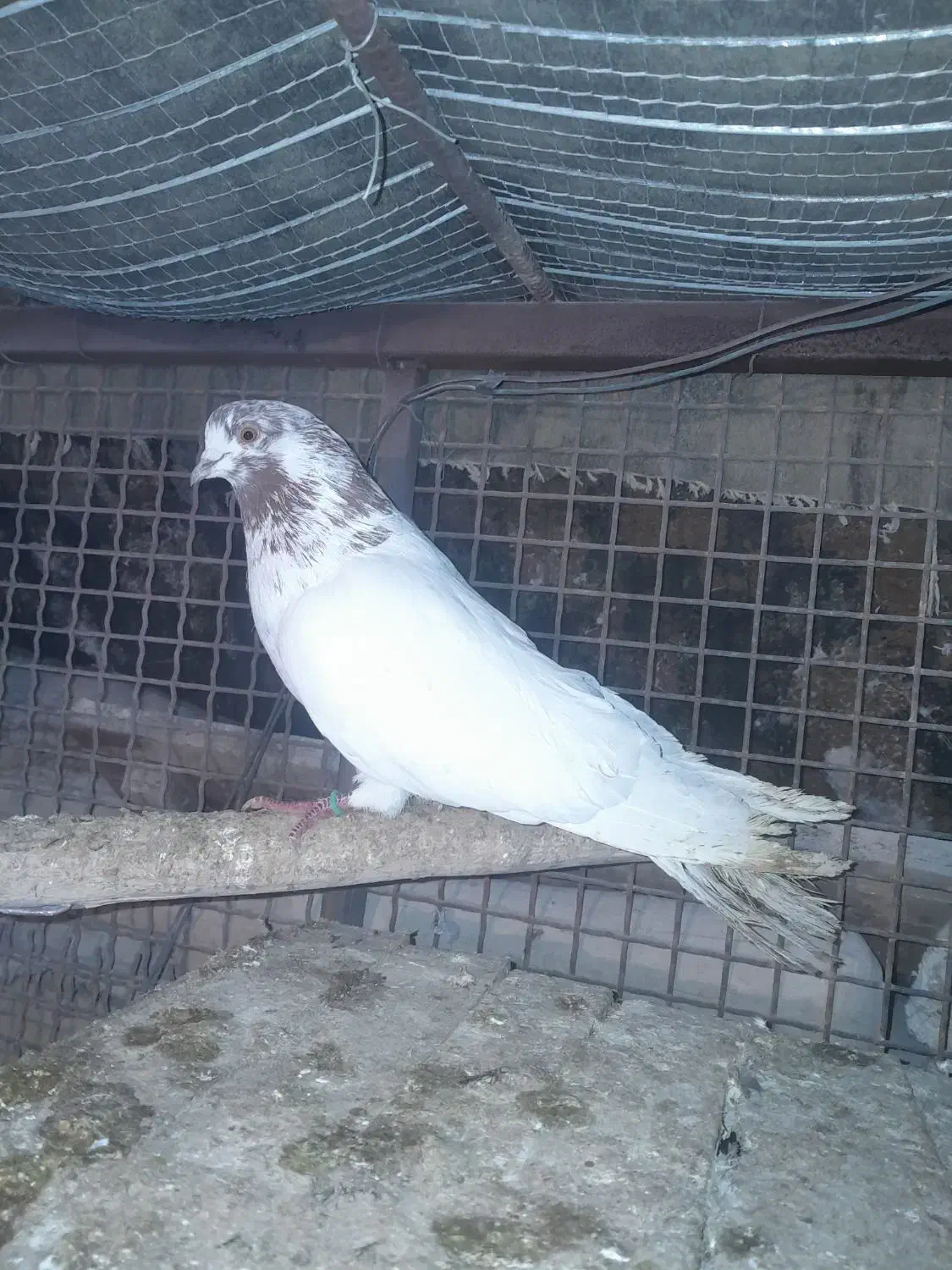 کله دمسبز|پرنده|زرندیه, |دیوار