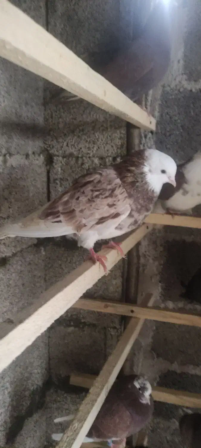 کبوتر پرشی|پرنده|رشت, سعدی (تختی)|دیوار