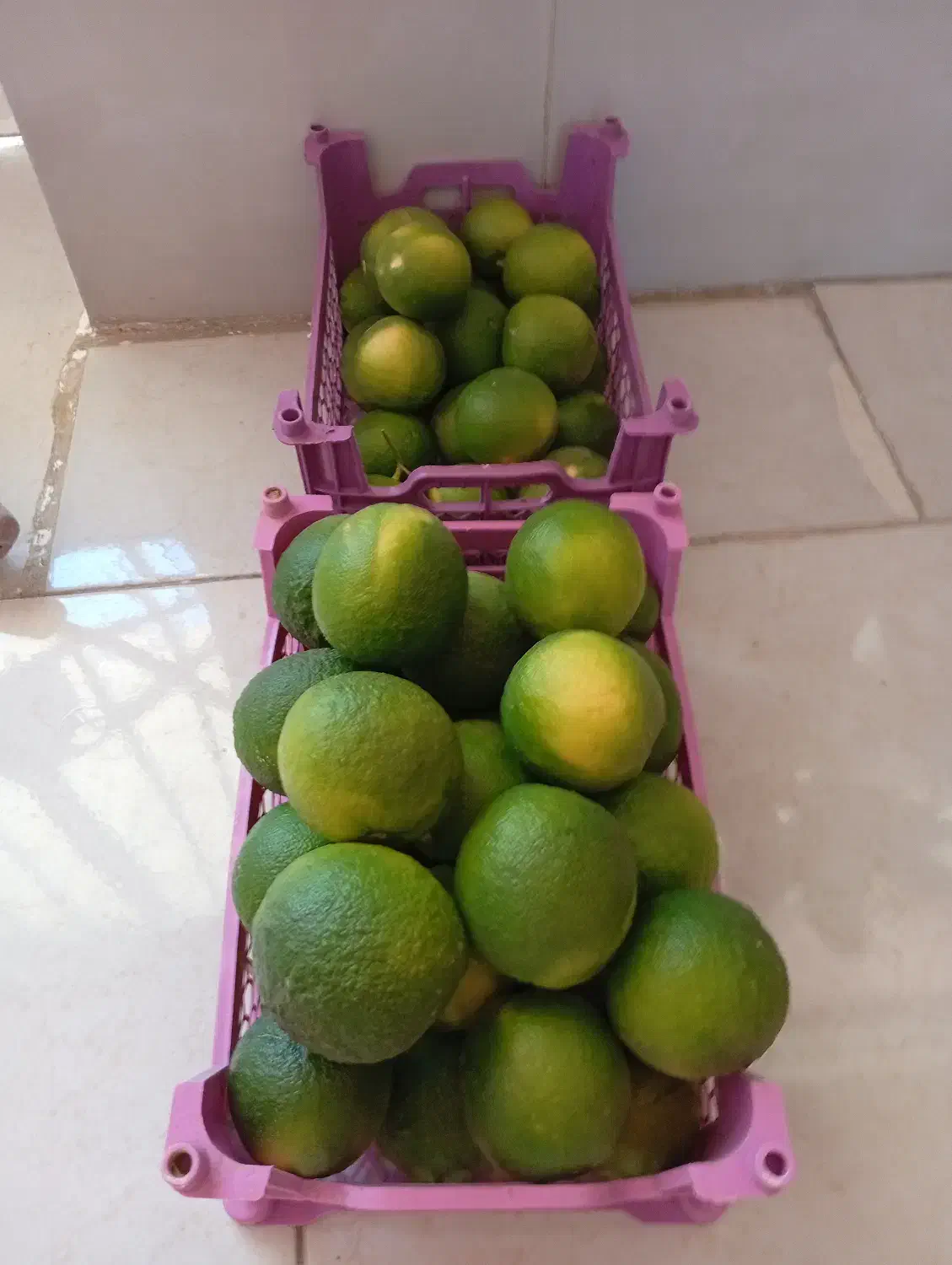 نارنج|خوردنی و آشامیدنی|شیراز, احمدی جنوبی|دیوار