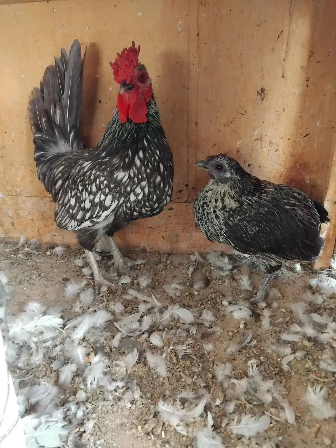 فروش یک جفت مرغ وخروس میناتور|حیوانات مزرعه|اشتهارد, |دیوار