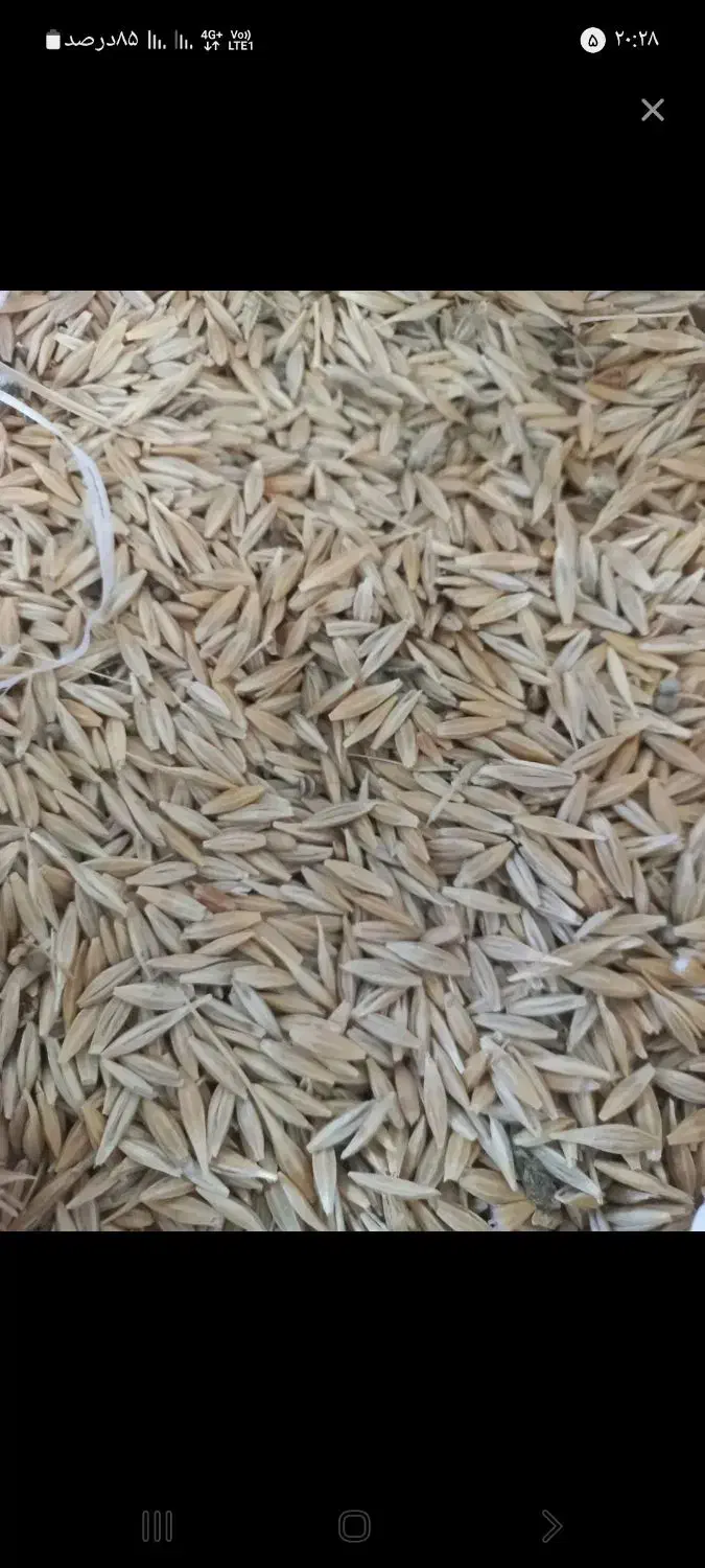 جو دیم|لوازم جانبی حیوانات|تویسرکان, |دیوار