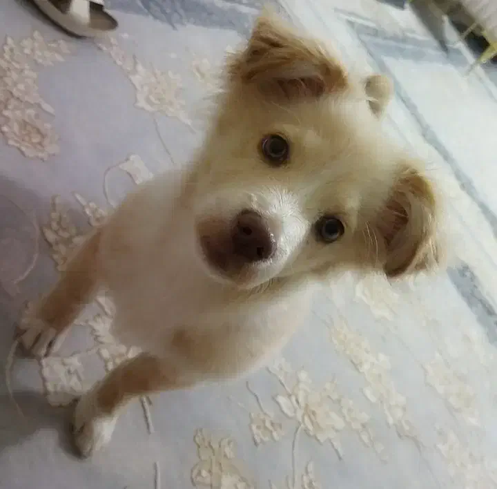 سگ شناسنامه دار|سگ|خمین, |دیوار