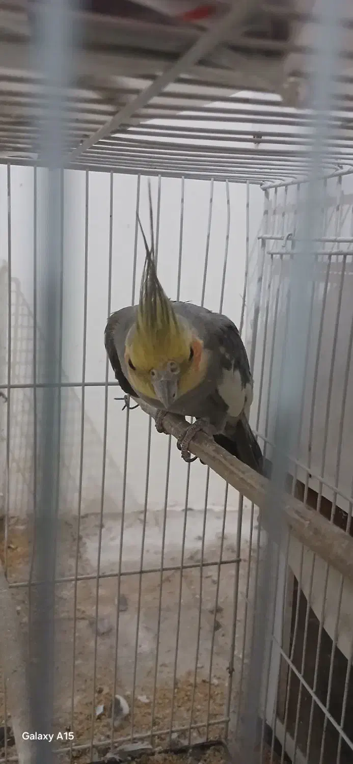 معاوضه  با کفتر فوری|پرنده|فردوس (خراسان), |دیوار