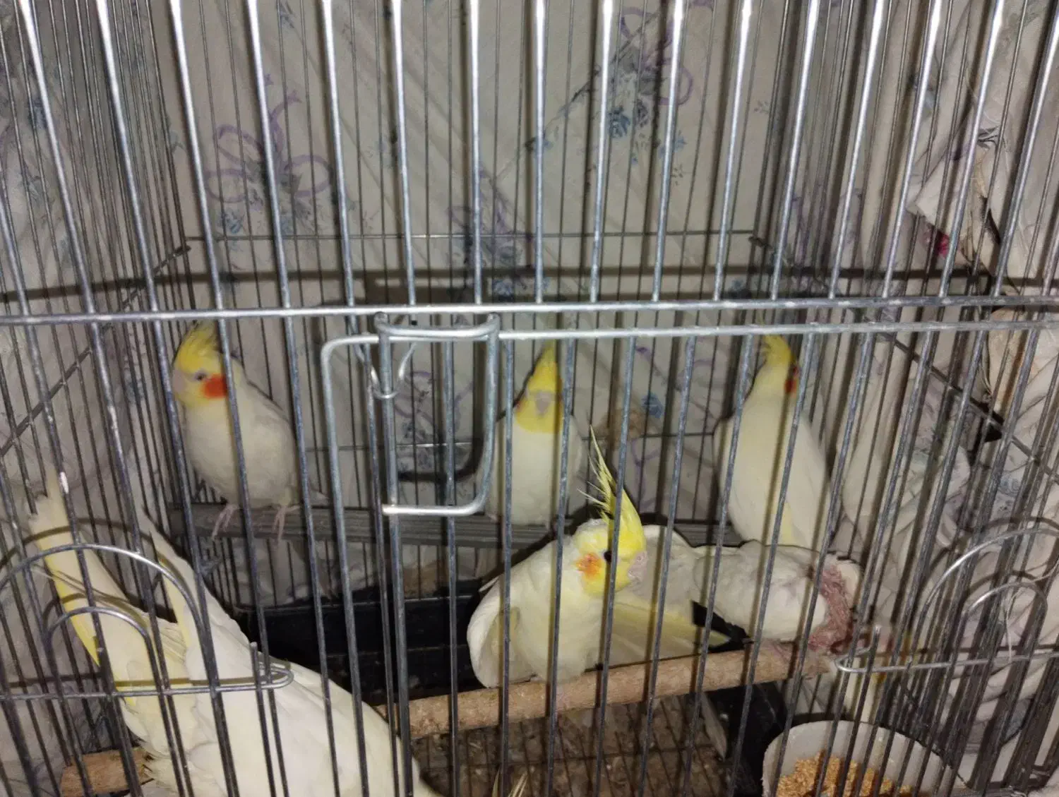 عروس هلندی مولد|پرنده|مهران (ایلام), |دیوار