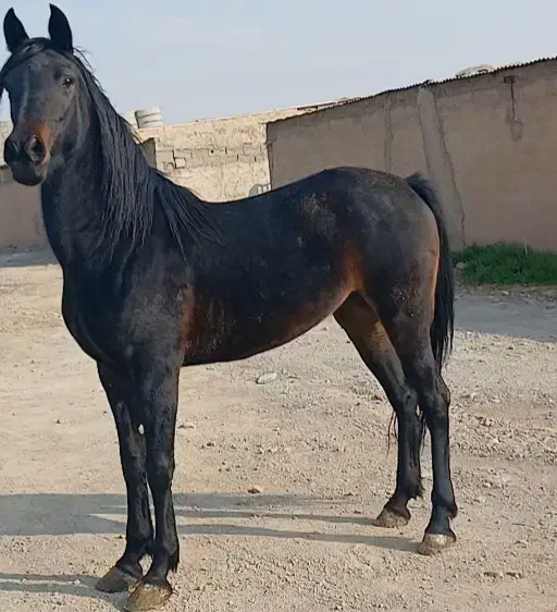 فروش|اسب و تجهیزات اسب‌سواری|ورامین, خیر آباد|دیوار