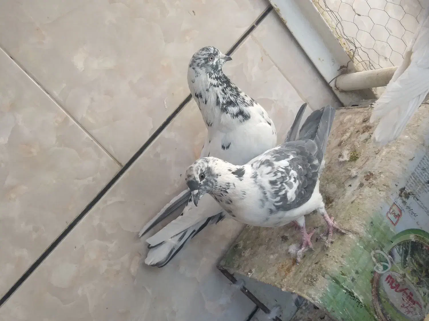 ۴ جفت کفتر نر و ماده آماده پرشی درجه یک|پرنده|نجفآباد, فردوسی شمالی|دیوار