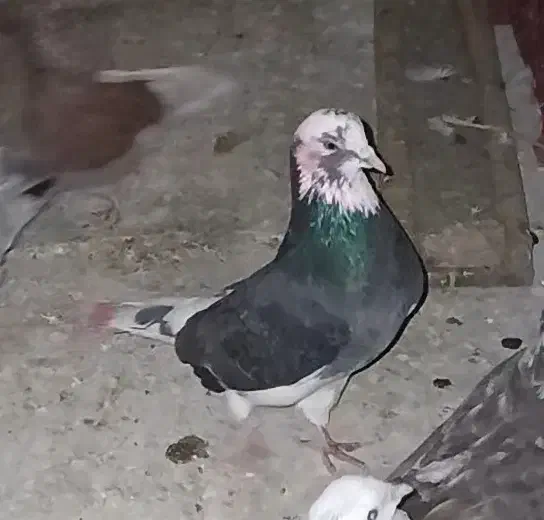 کبوتر پرشی|پرنده|مزرعه کتول, |دیوار