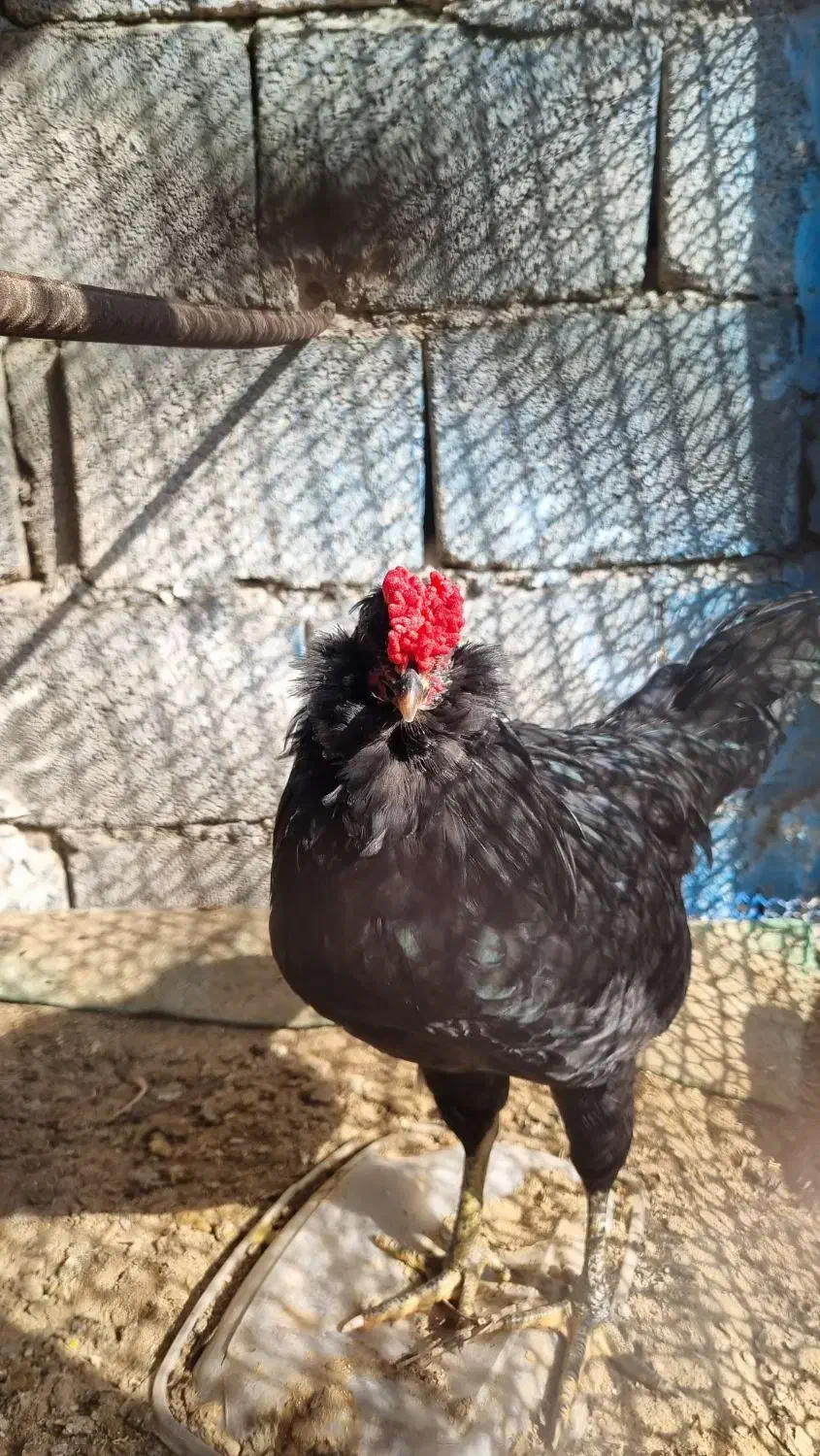 خروس گلین سیاه ریشی چهلتاج. و مرغ طوسی ریشی چهلتاج|حیوانات مزرعه|کاکی, |دیوار