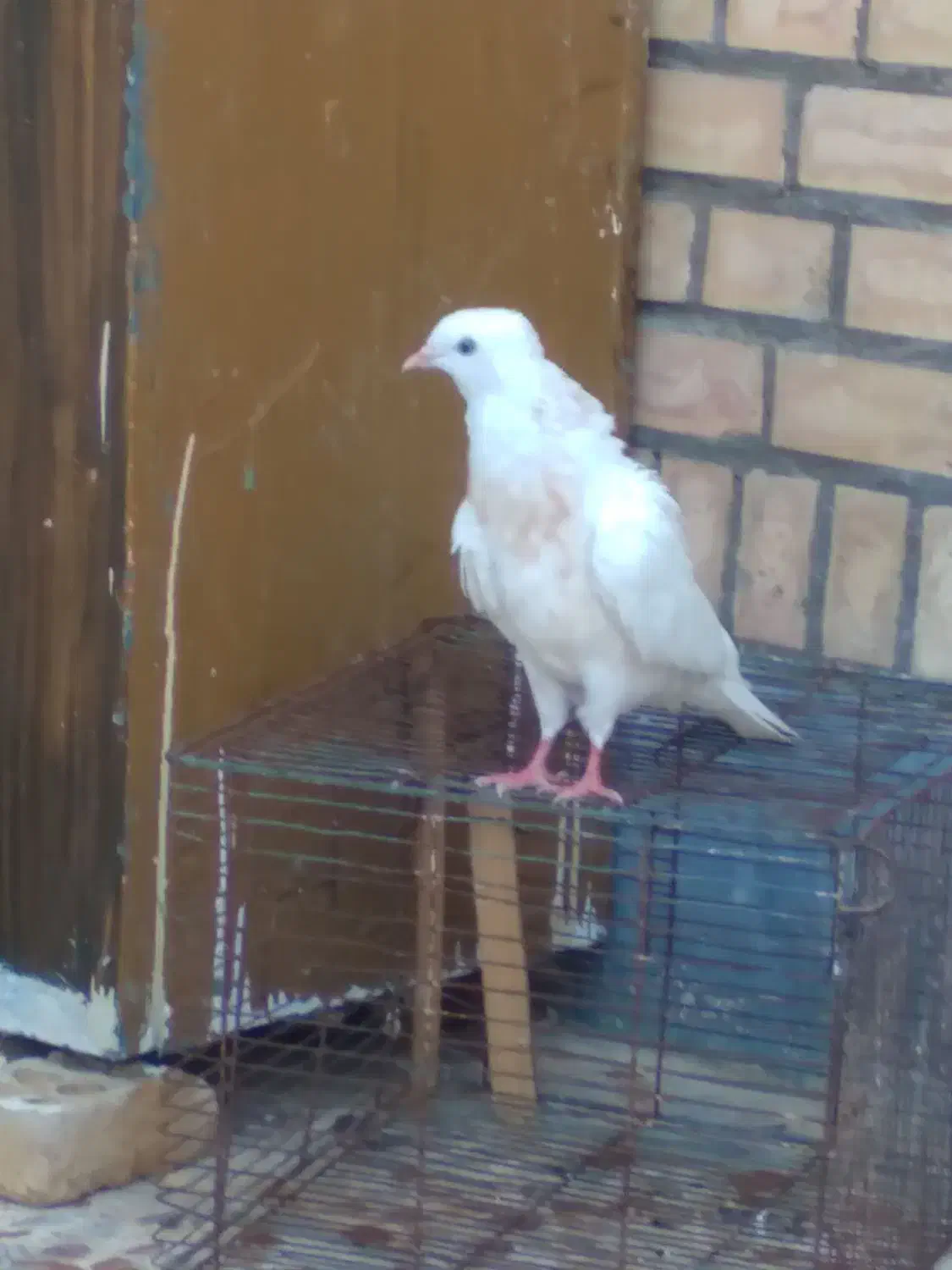 کبوتر فروشی|پرنده|ایذه, |دیوار