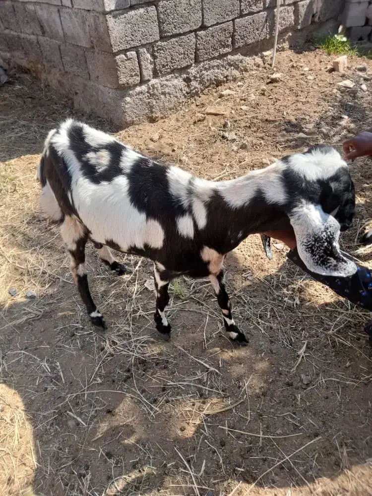 یه بز با یه گیسه 3قلو زا به بفروش میرسد|حیوانات مزرعه|کهنوج, |دیوار
