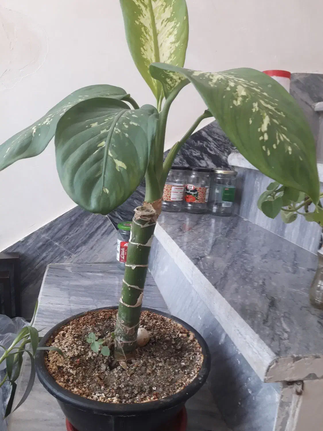 گل طبیعی|گل و گیاه طبیعی|کرمانشاه, |دیوار