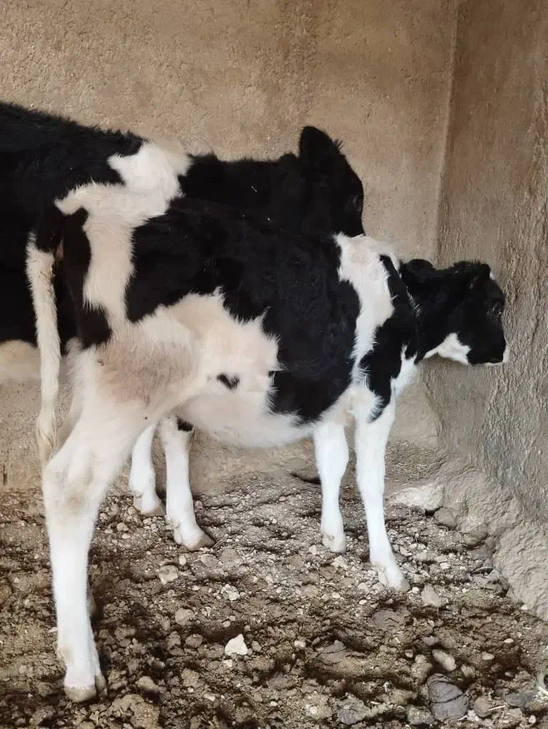 فروش گوساله|حیوانات مزرعه|رونیز, |دیوار