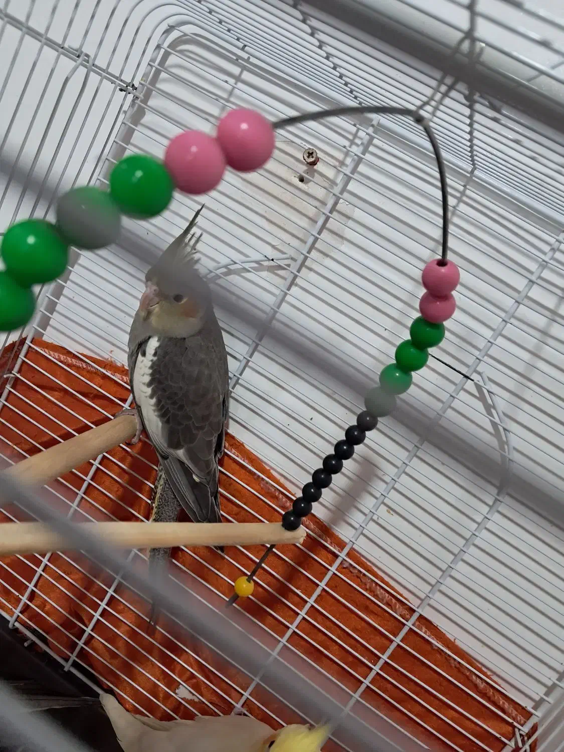 عروس هلندی خانگی|پرنده|رشت, آب آسیاب|دیوار